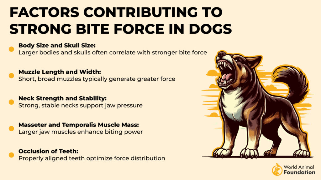 Factors Contributing to Strong Bite Force in Dogs