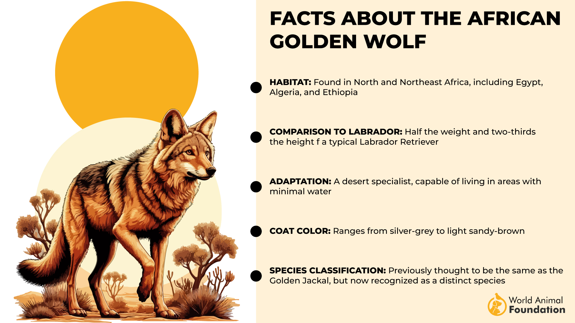 Facts About the African Golden Wolf