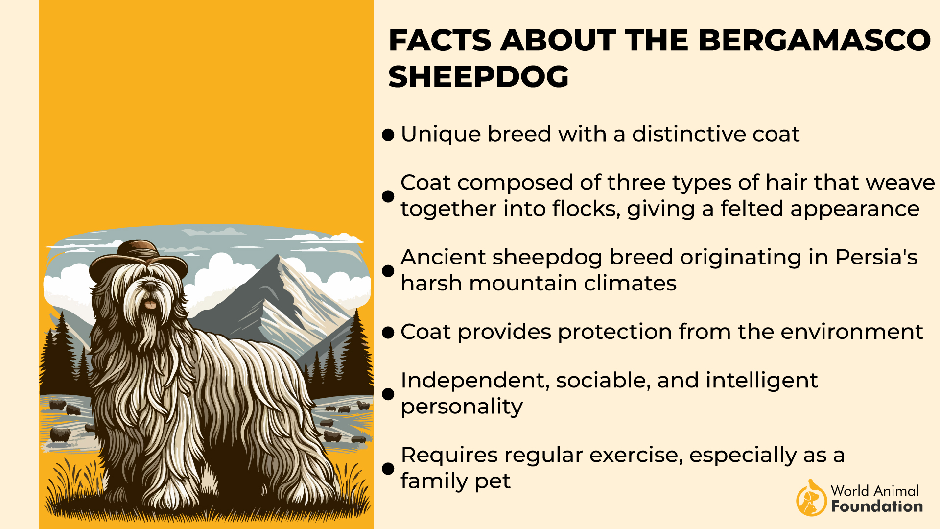 Facts About the Bergamasco Sheepdog-01