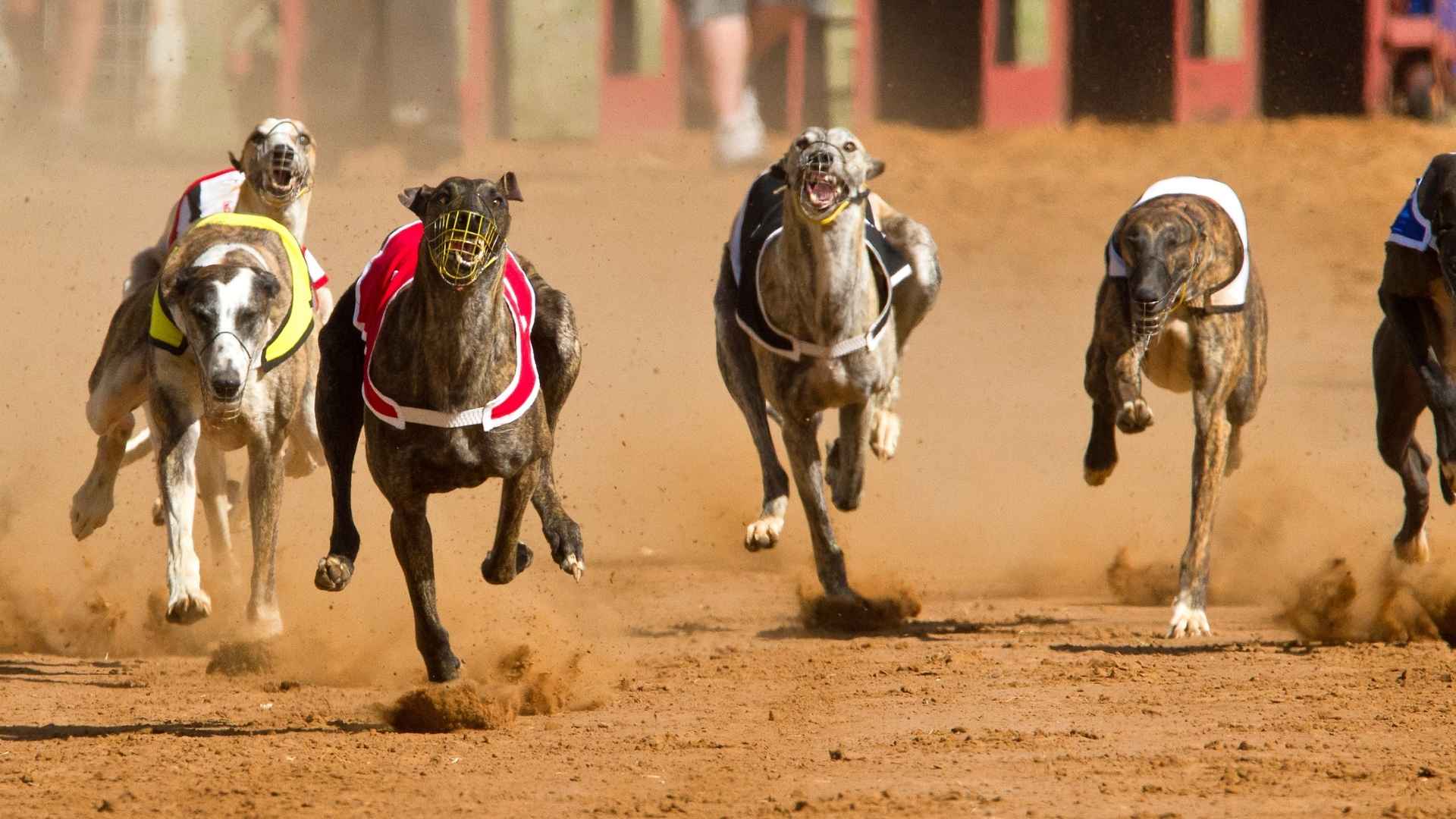 Fastest Dog Breeds in the World