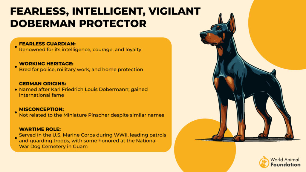 Fearless, Intelligent, Vigilant Doberman Protector