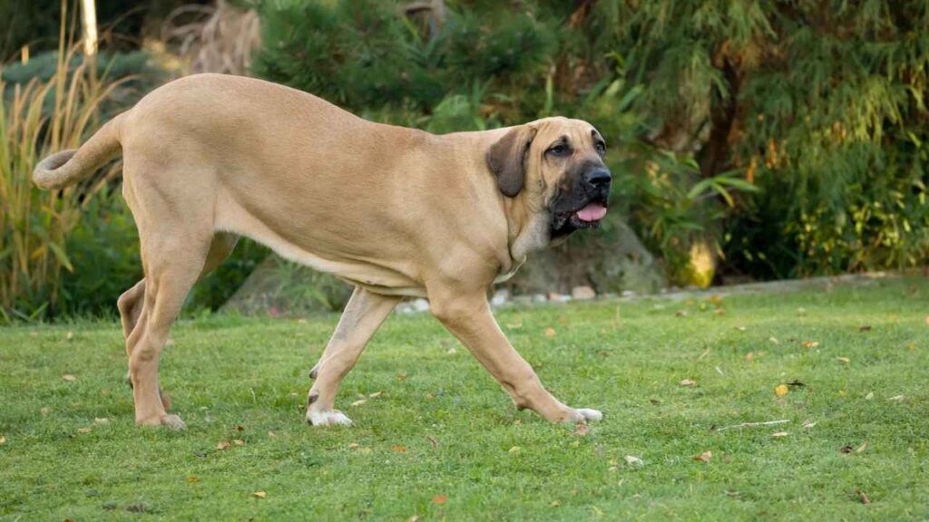 top 10 dogs that can kill a lion