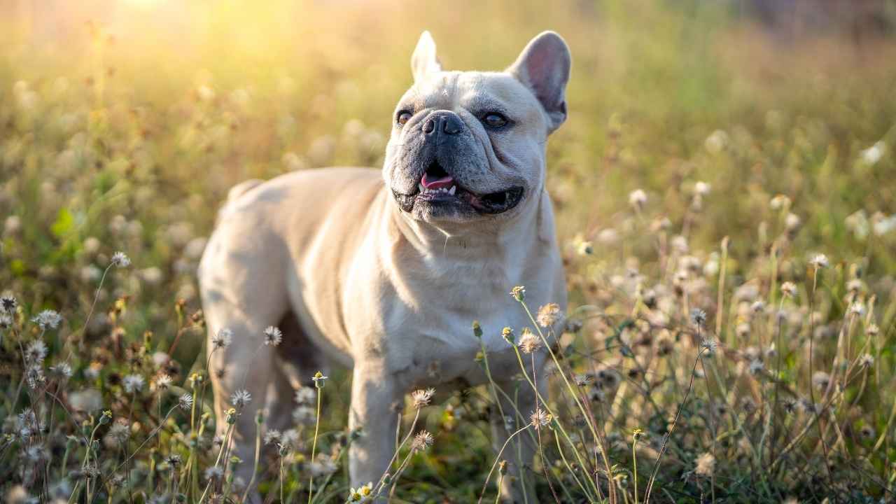 French Bulldog