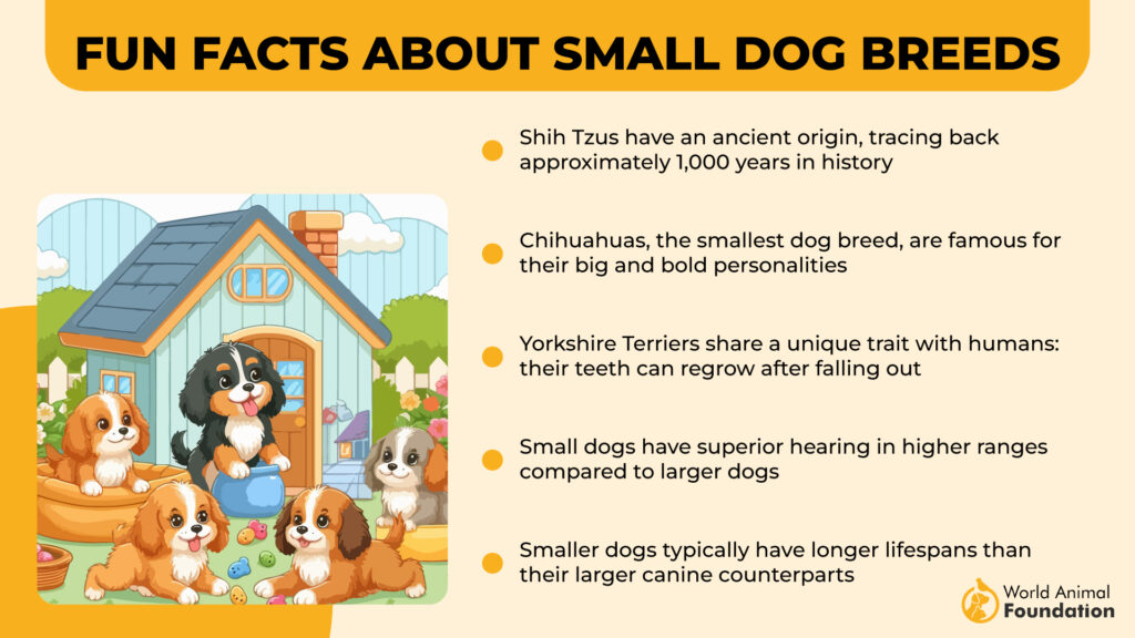 Fun Facts About Small Dog Breed