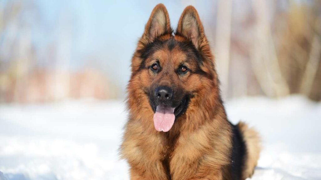 fluffy snow guard dog breeds