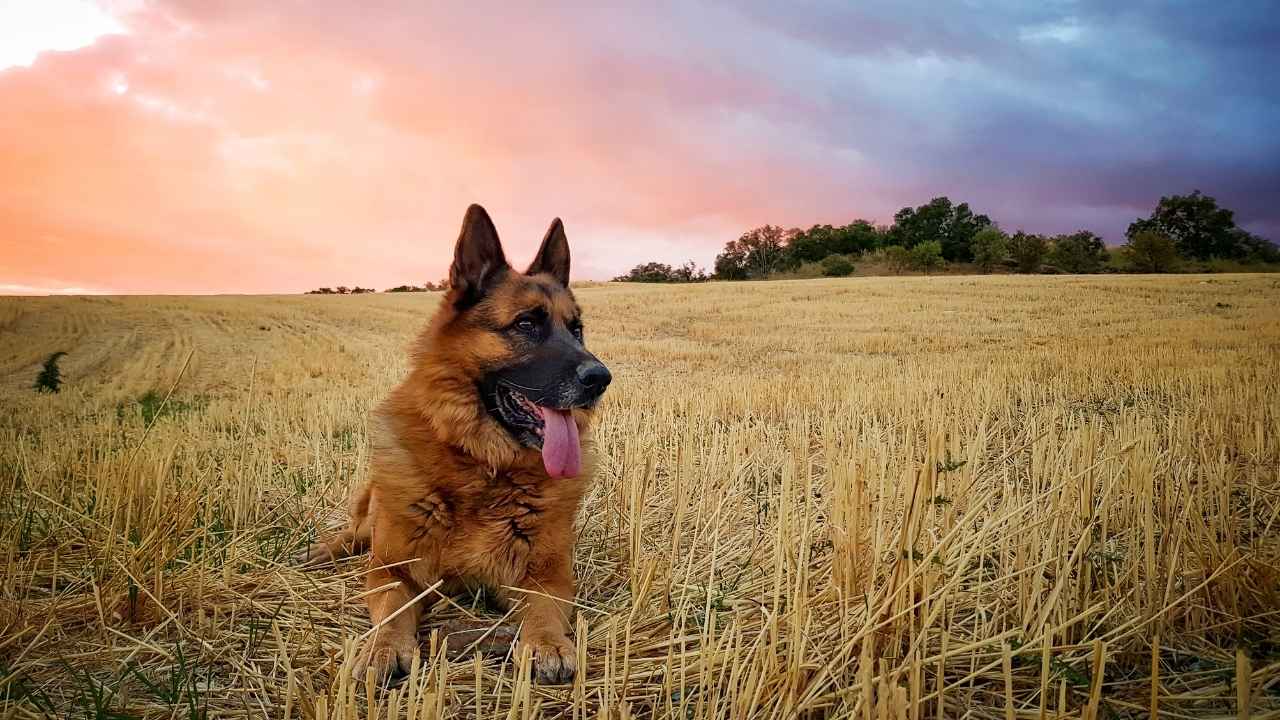 German Shepherd