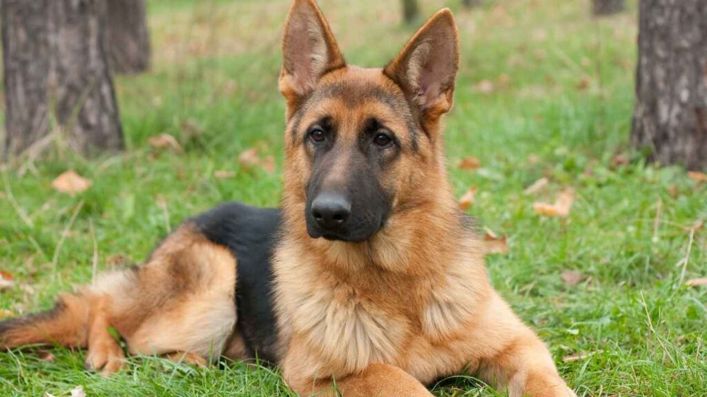 German Shepherd