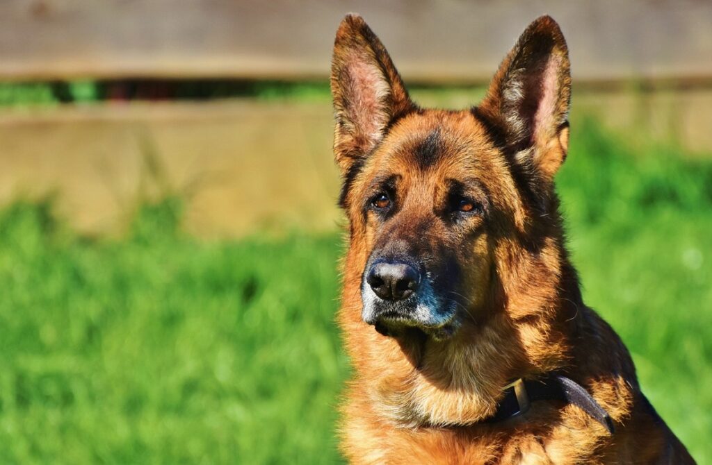 Most Alert Dog Breeds 