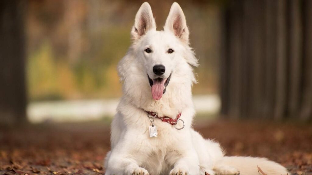 white fluffy dog