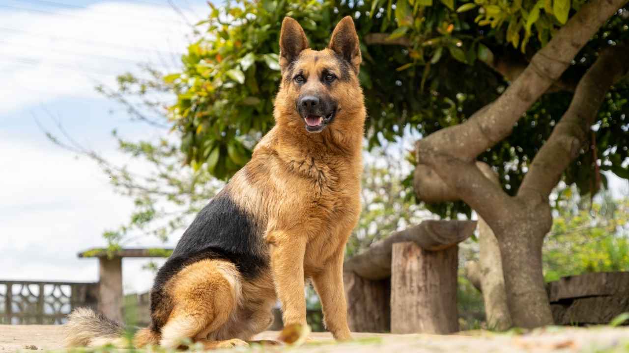 German Shepherd