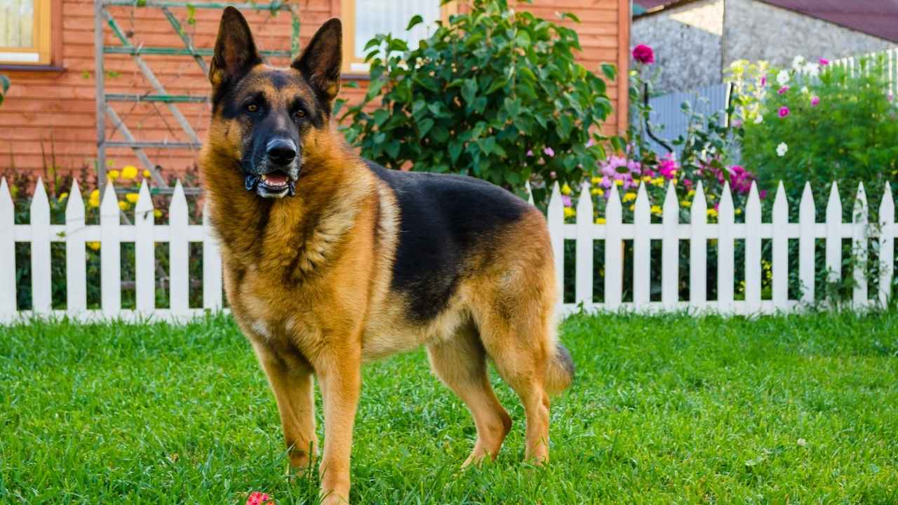 German Shepherd