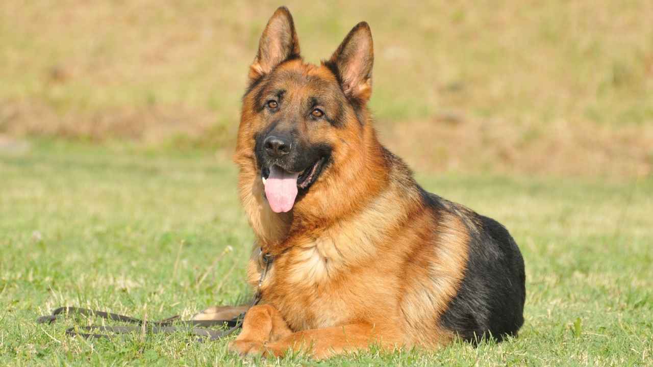 German Shepherd