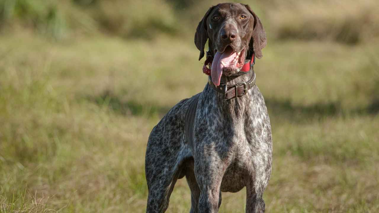 German Shorthaired Pointer