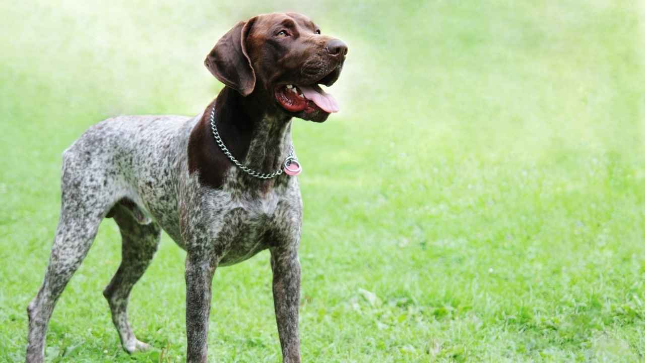 German Shorthaired Pointer