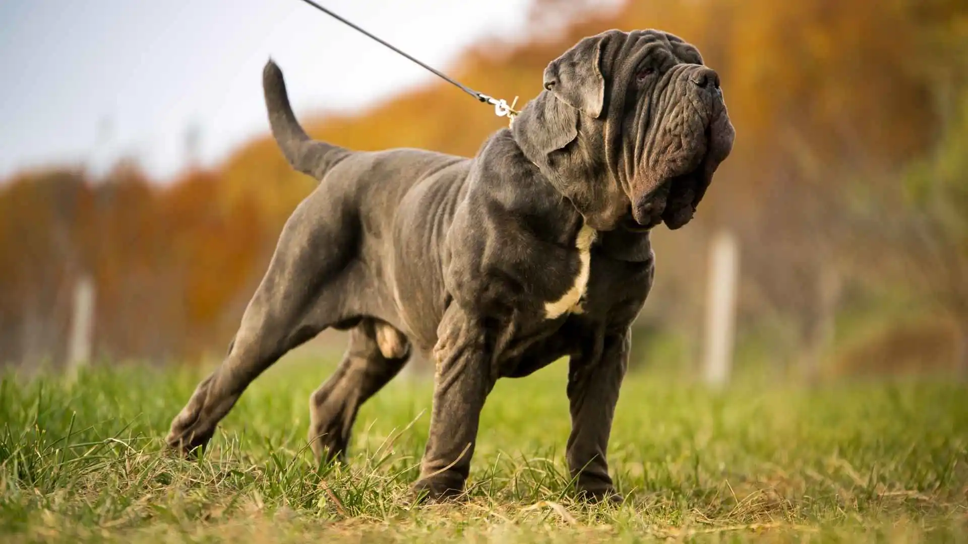 Giant dog Breeds Similar to Great Dane