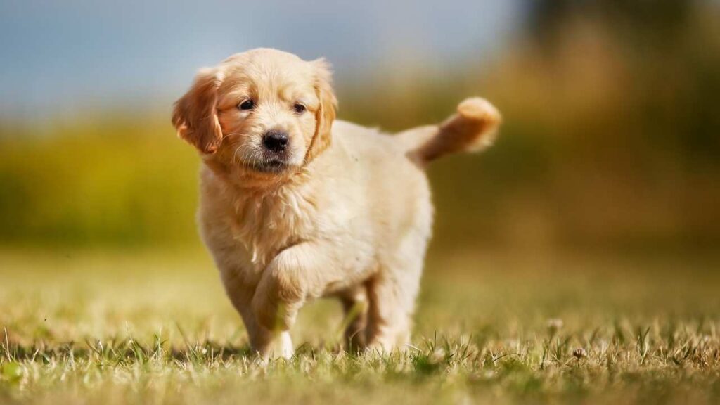 Golden Retriever Puppies