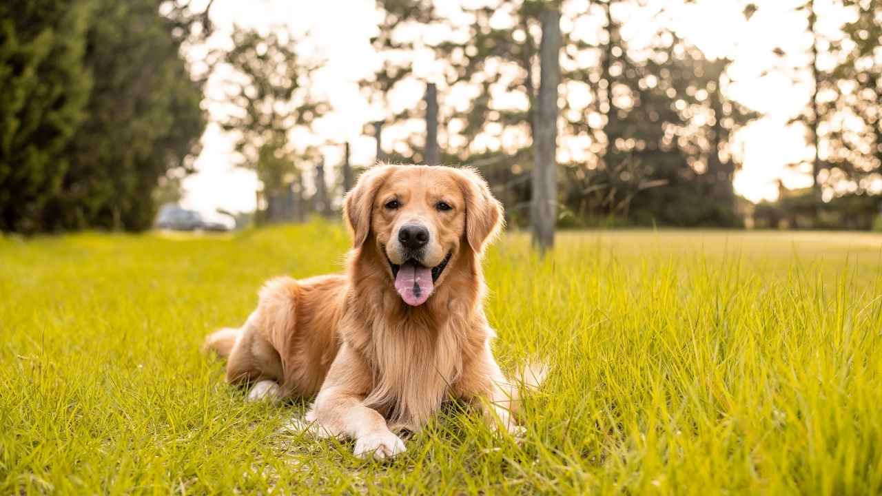 Golden Retriever