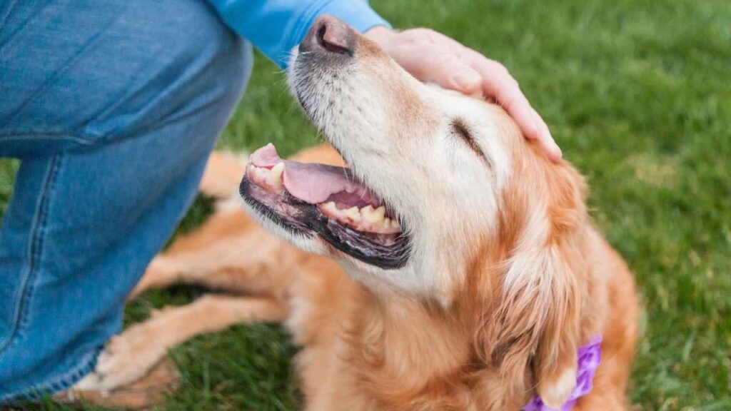 Golden Retrievers