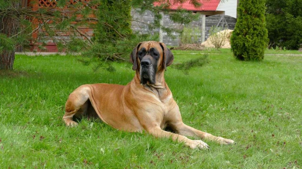 Great Dane