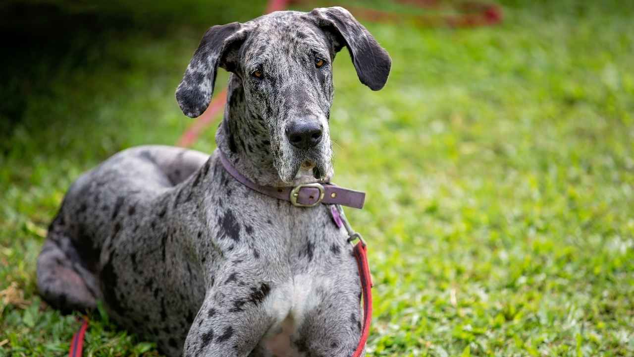 Great Dane