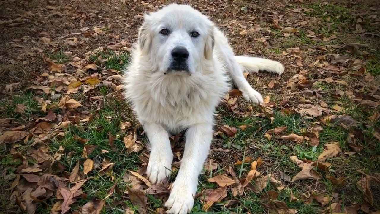 Great Pyrenees