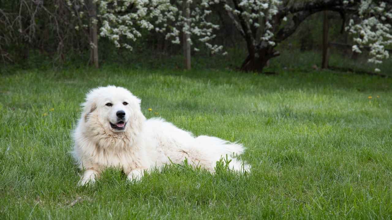 Great Pyrenees