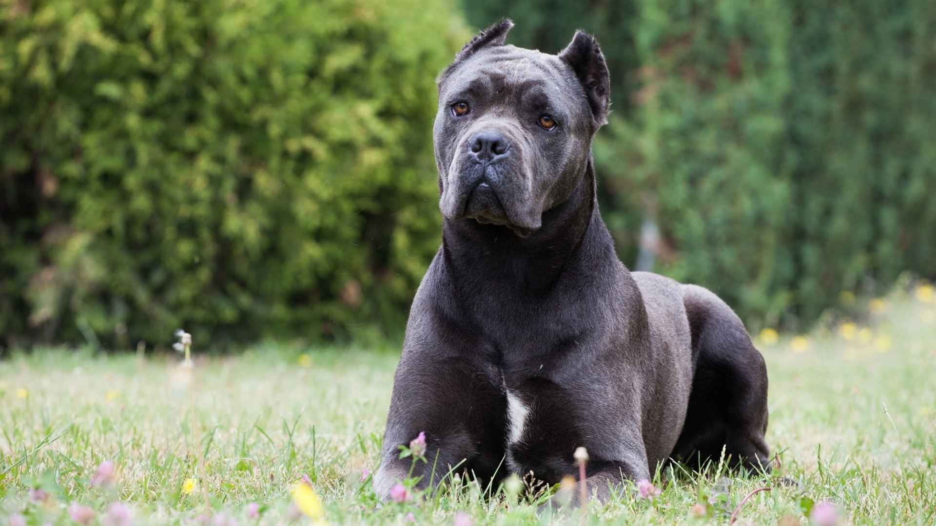 Greatest Guard Dog Breeds