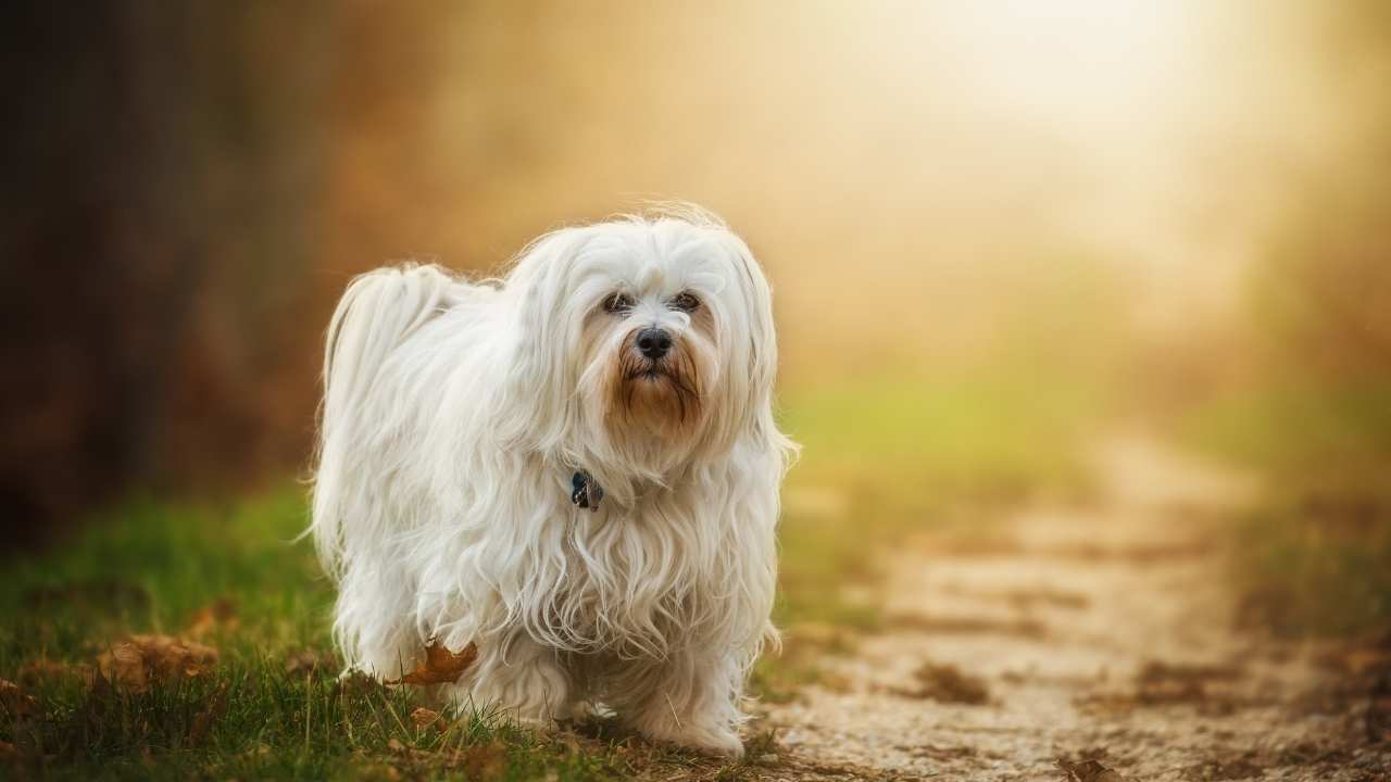 Havanese