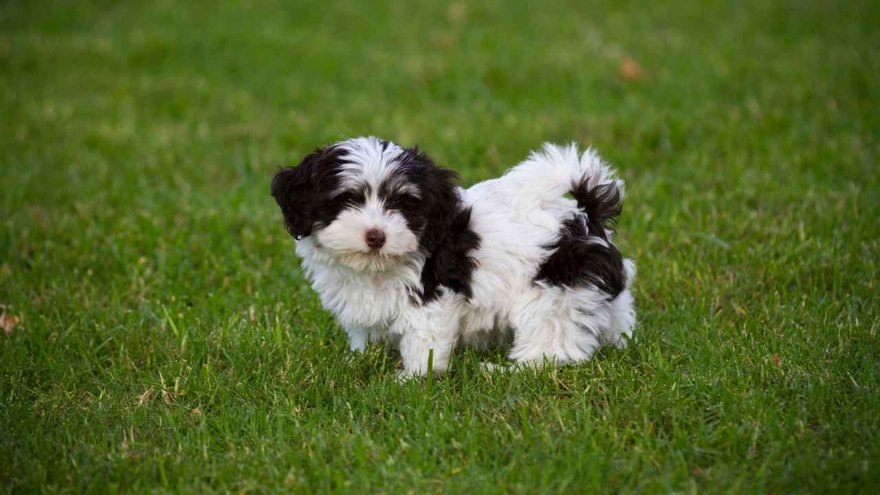 Havanese