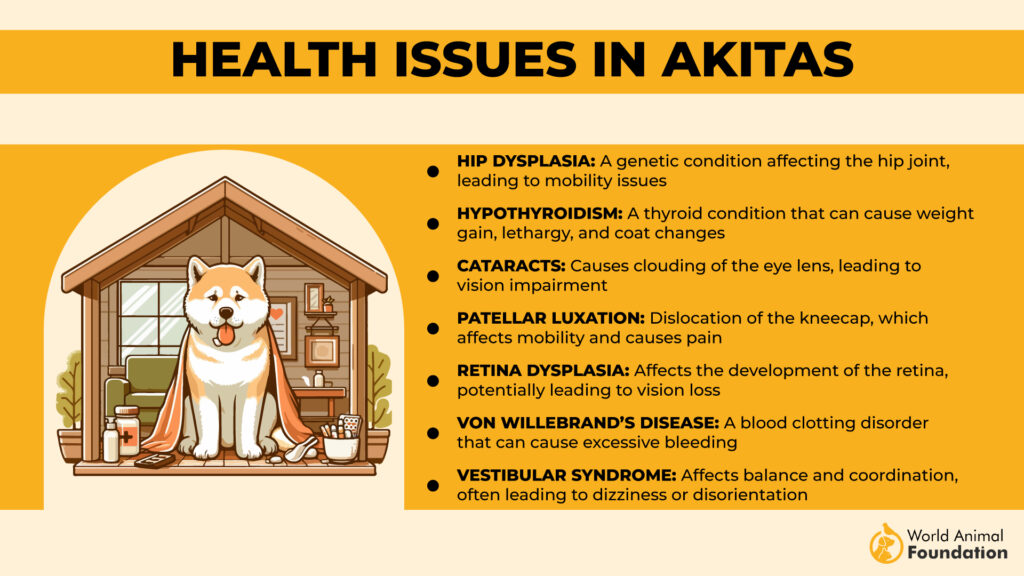 Health Issues in Akitas