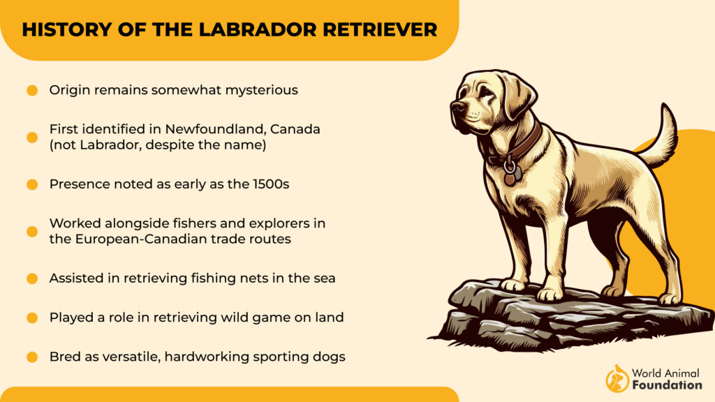 History of the Labrador Retriever