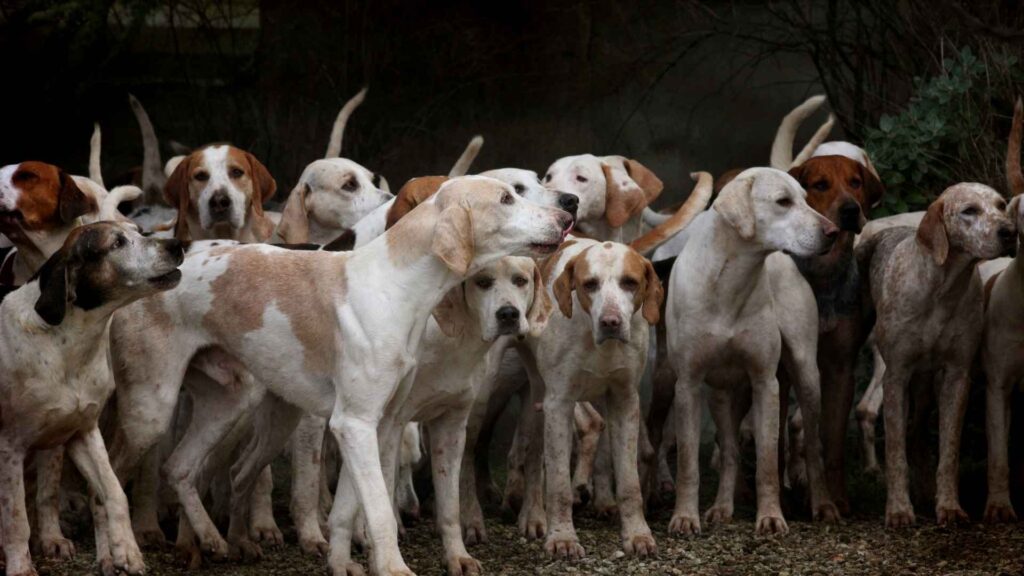 Most Intelligent Hunting Dog Breeds