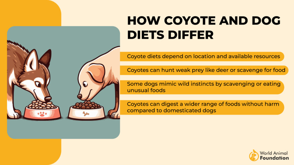 How Coyote and Dog Diets Differ