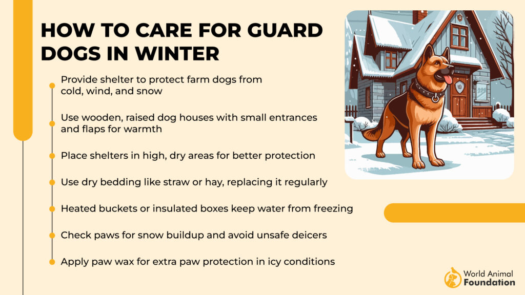 How to Care for Guard Dogs in Winter