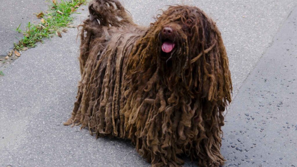 Hungarian Puli