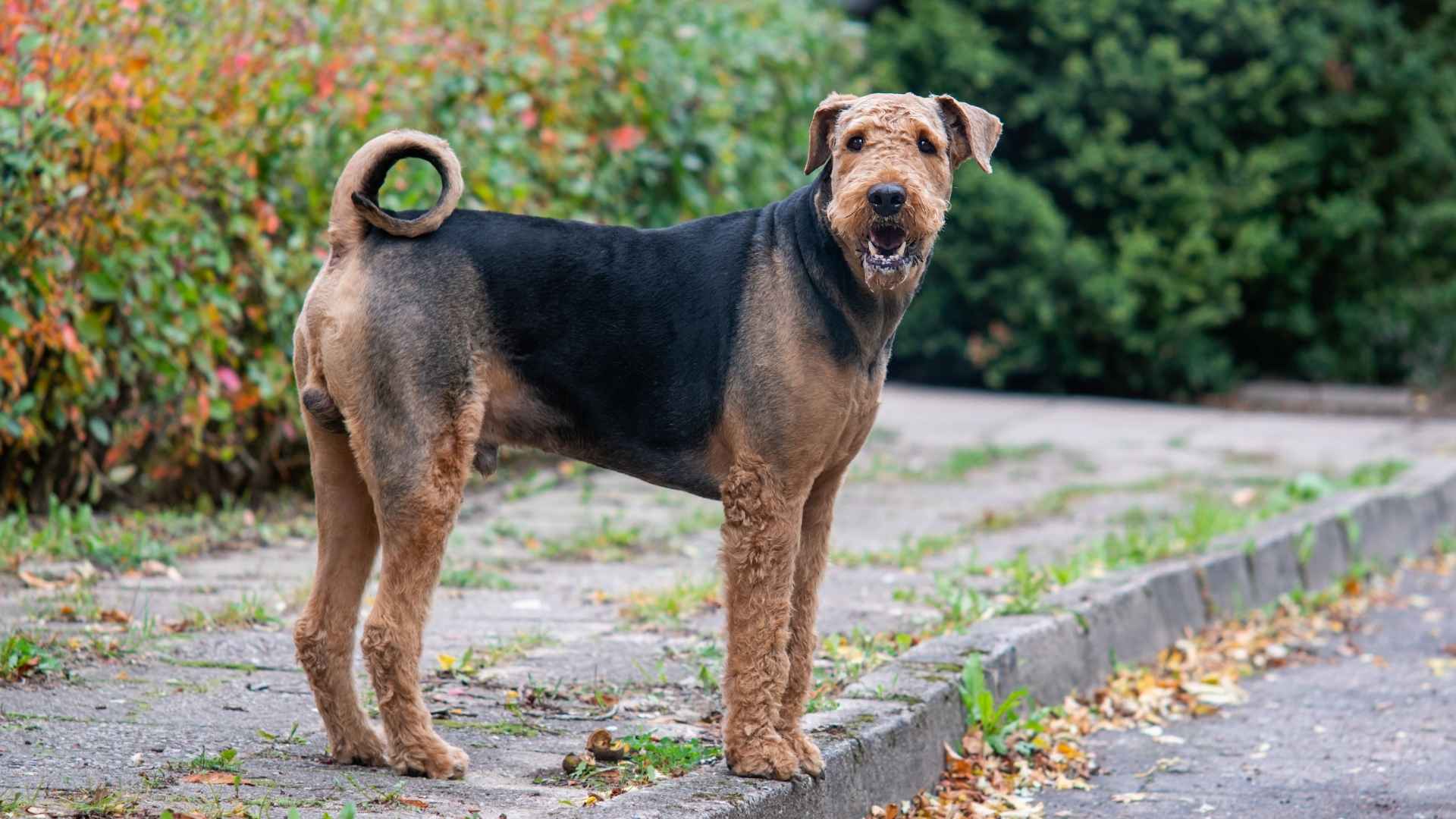 Hypoallergenic Guard Dog