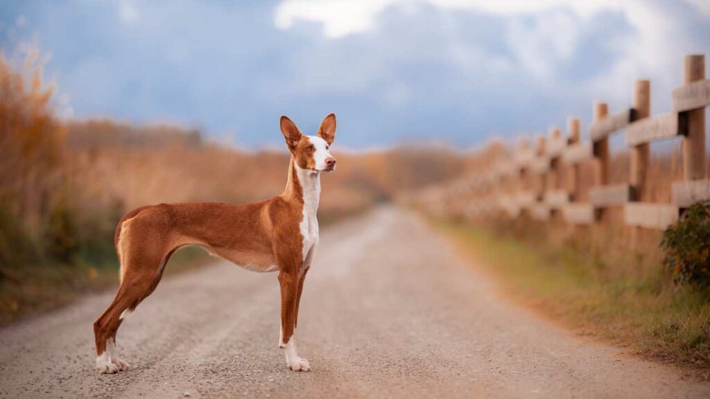 Ibizan Hound