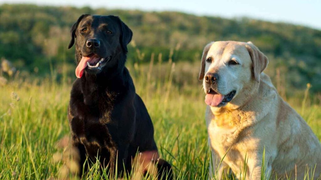 5 interesting facts about labrador retrievers