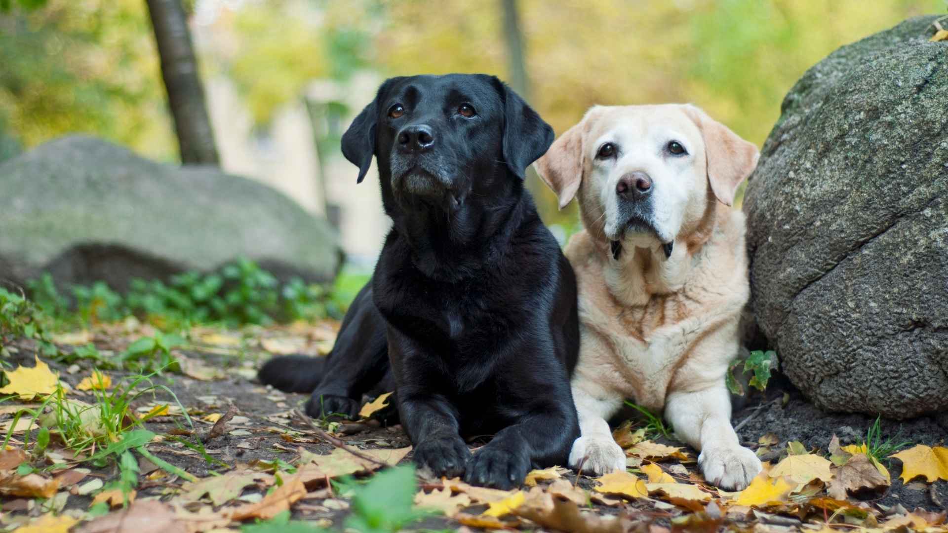 Interesting Facts About Labrador Retrievers