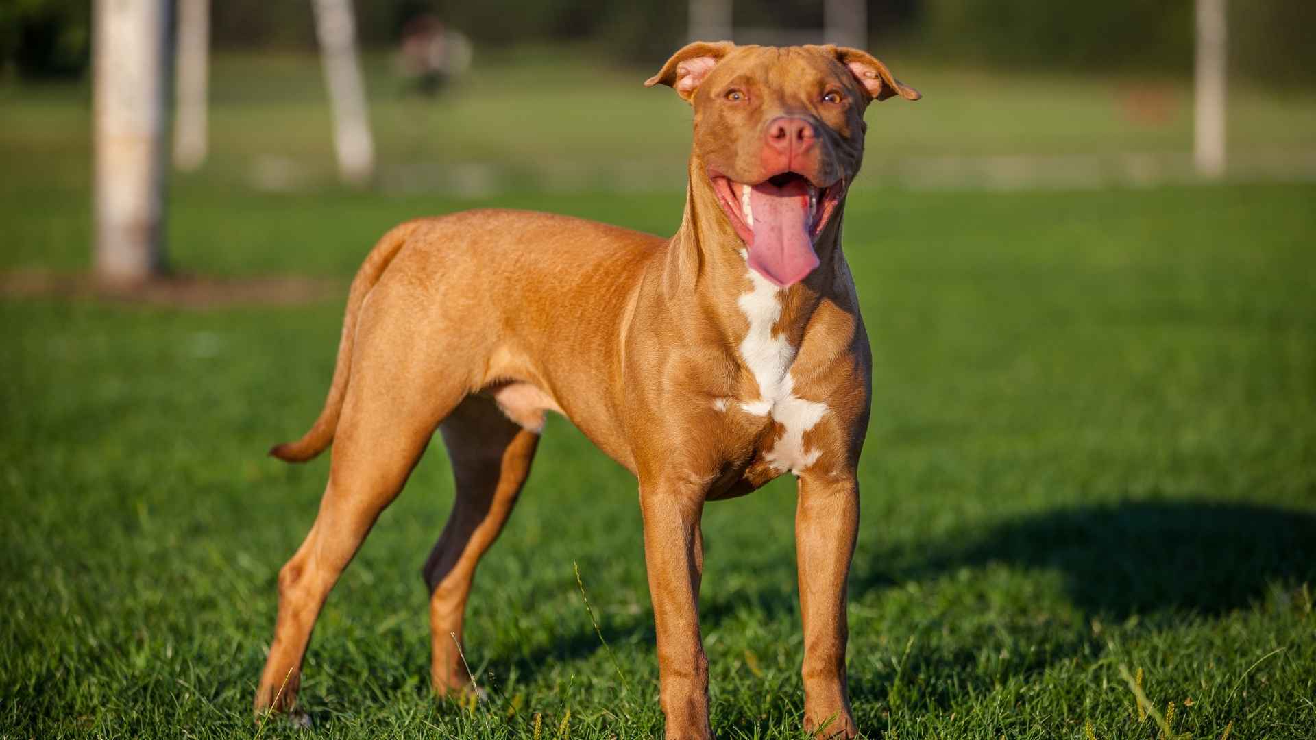 Interesting Facts About Pit Bulls