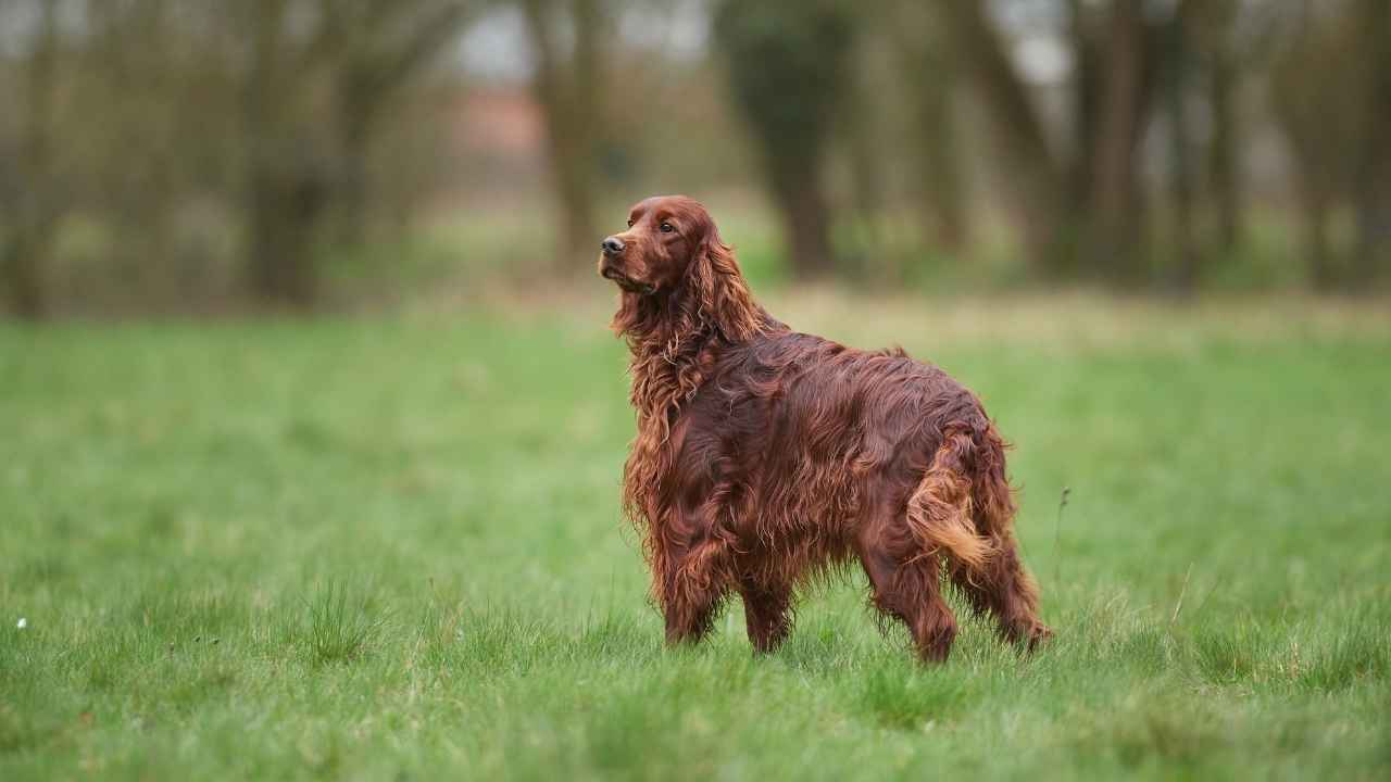 Irish Setter