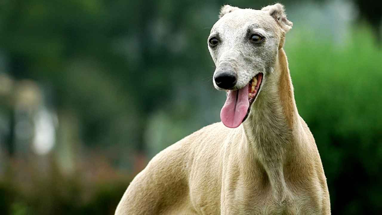 Italian Greyhound