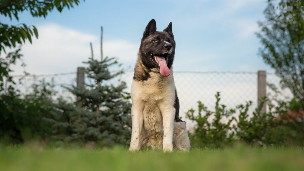 American Akita