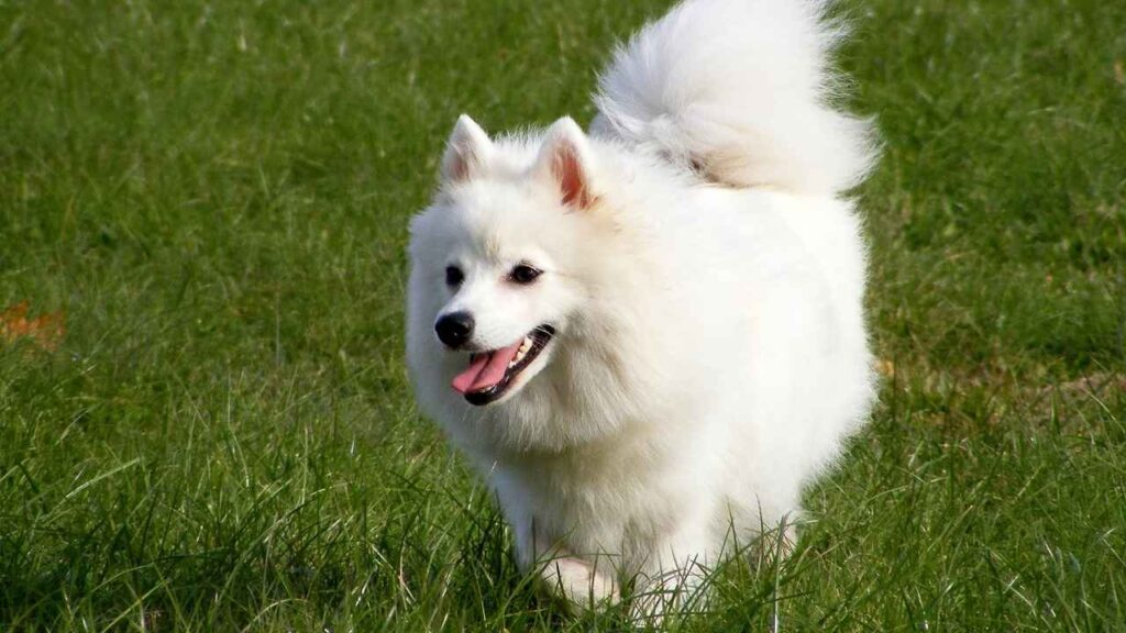 fluffy white dog