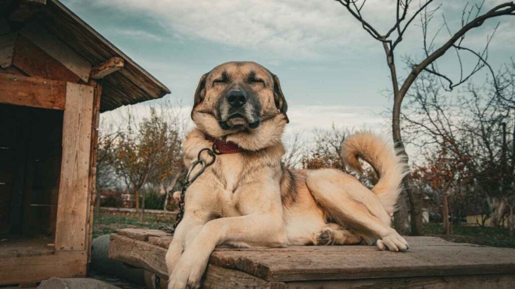 Guard Dog for Chickens