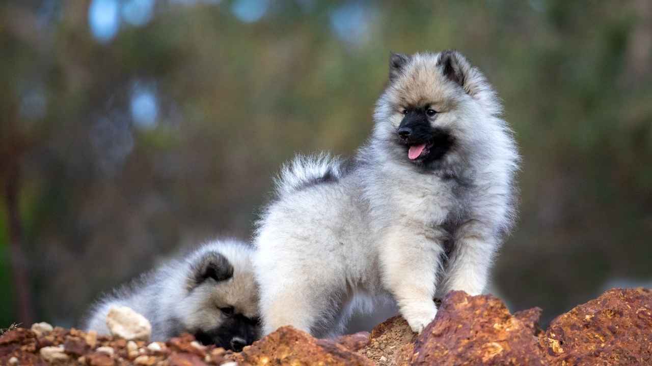 Keeshond