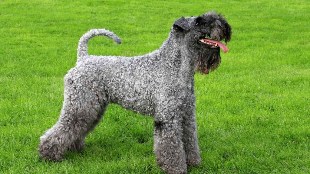 Kerry Blue Terrier