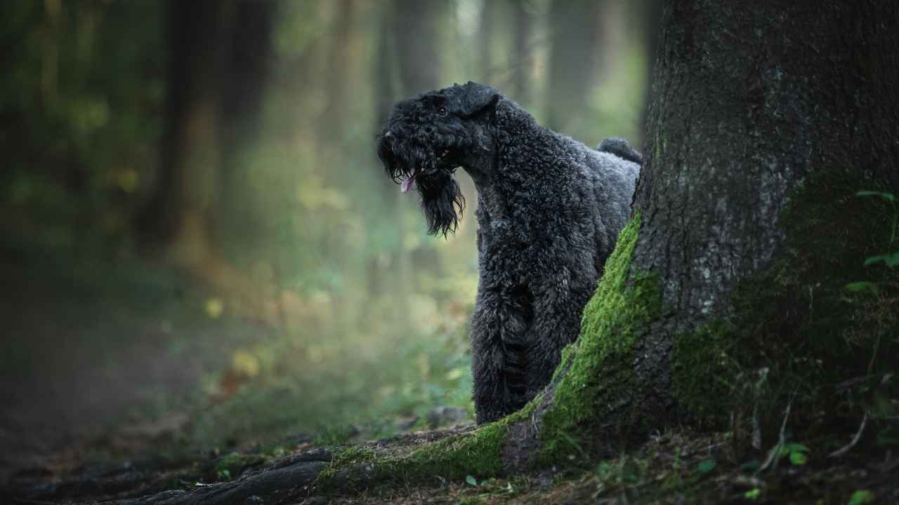 Kerry Blue Terrier