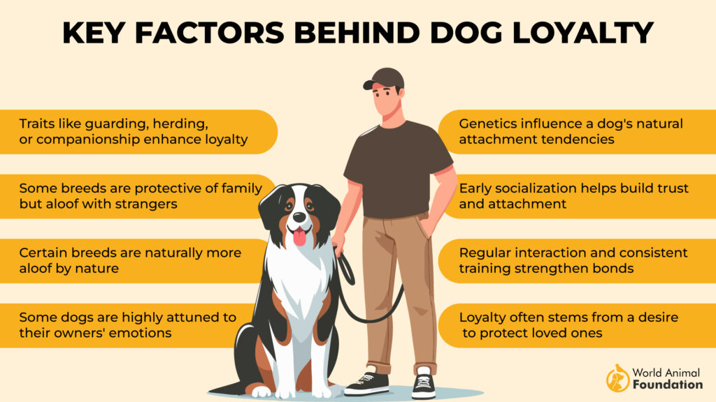 Key Factors Behind Dog Loyalty