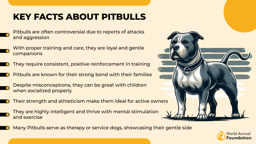 Key Facts About Pitbulls